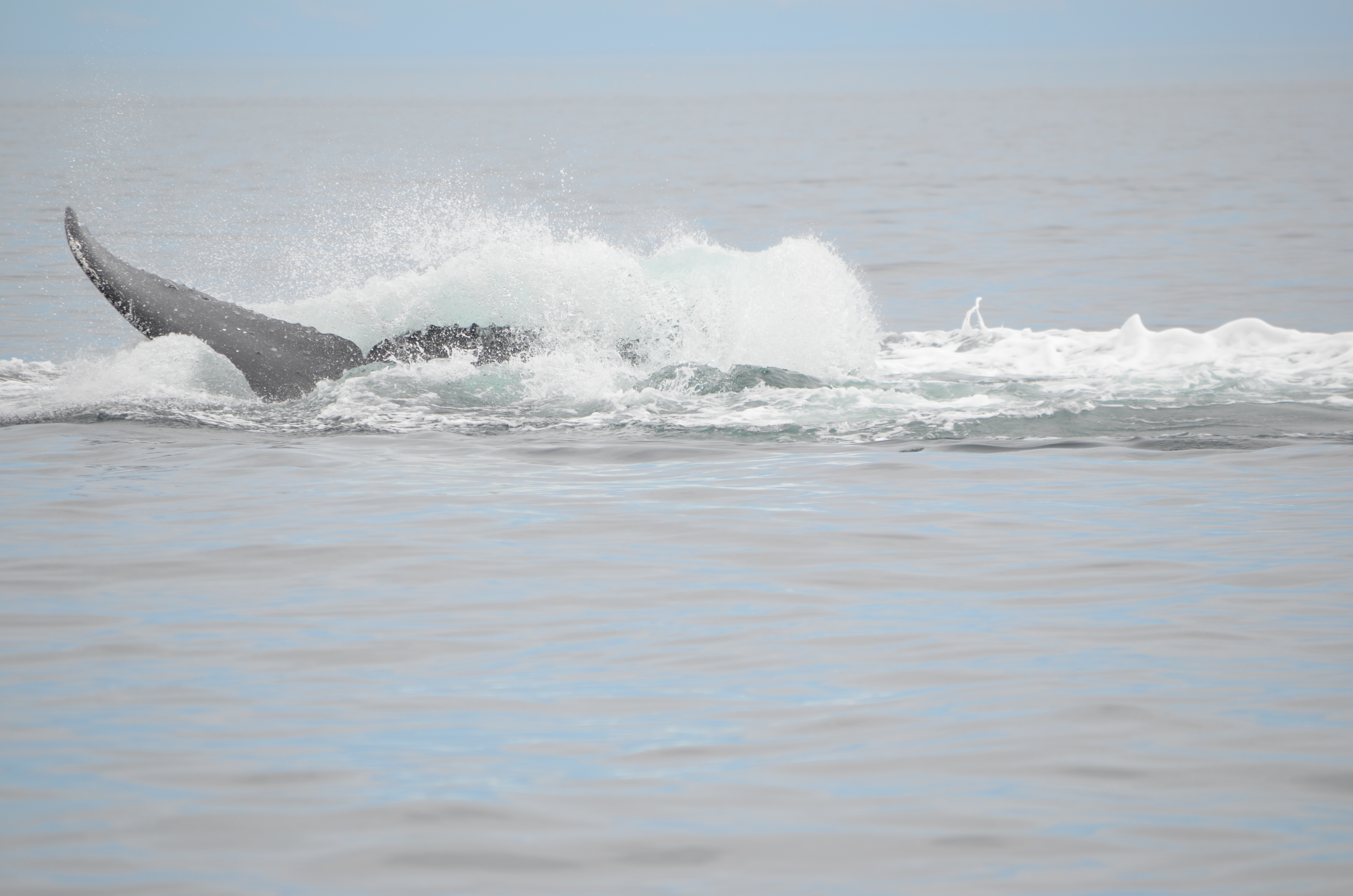 photos/wildlife/Mammal_Species/Humpback Whale/DSC_0176.JPG